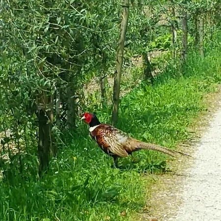 Appartamento One Bedroom With Shared Pool And Wifi At *